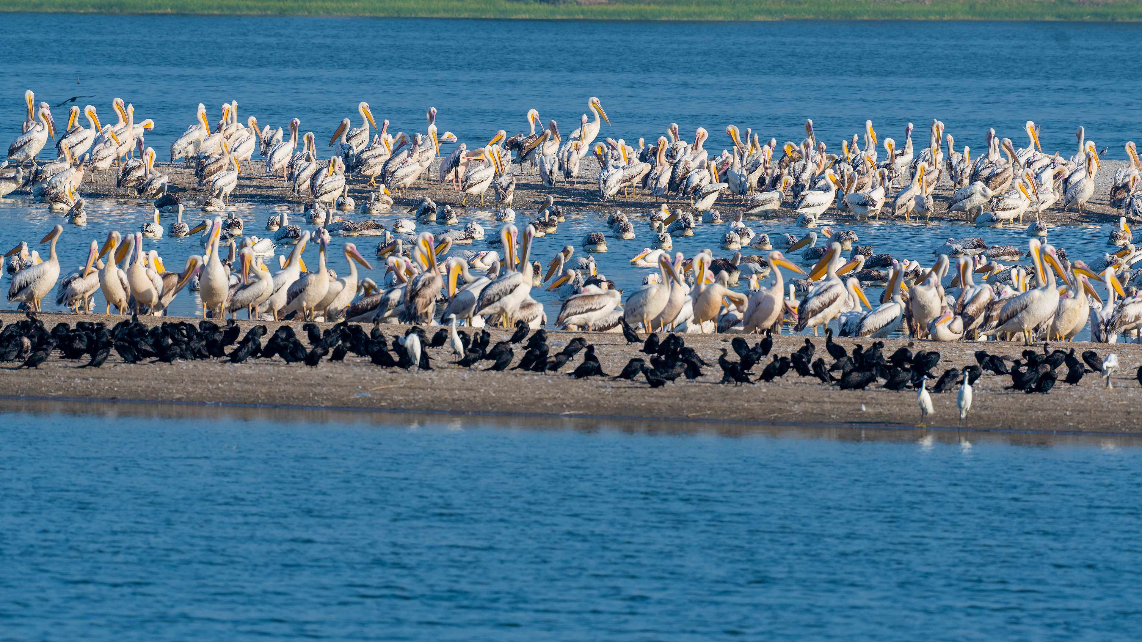 Great White Pelican